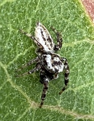 Pelegrina arizonensis