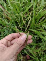 Paspalum fimbriatum