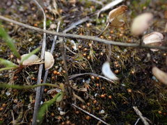 Pleuridium acuminatum