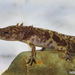 Gorgan Mountain Salamander - Photo 2012 Omid Mozaffari, no known copyright restrictions (public domain)