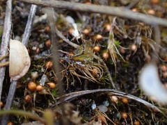 Pleuridium acuminatum
