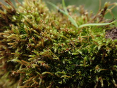 Philonotis capillaris