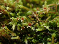 Philonotis capillaris