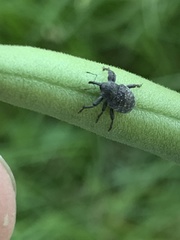 Chalcodermus aeneus