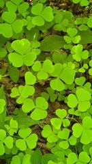 Oxalis grandis
