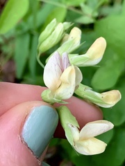 Lathyrus vestitus ochropetalus