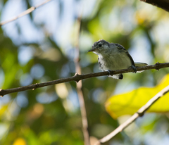 Polioptila bilineata