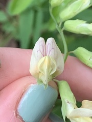 Lathyrus vestitus ochropetalus