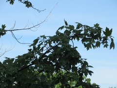Acer rubrum