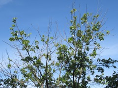 Acer rubrum