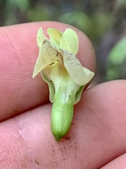 Lathyrus vestitus ochropetalus