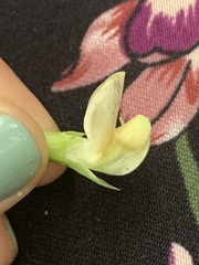 Lathyrus vestitus ochropetalus