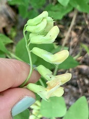 Lathyrus vestitus ochropetalus