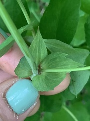 Lathyrus vestitus ochropetalus