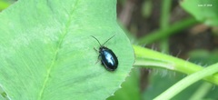Hemipyxis plagioderoides