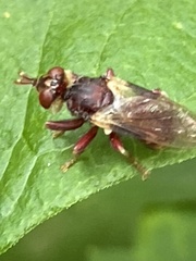 Myopa clausa
