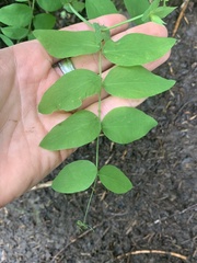 Lathyrus vestitus ochropetalus
