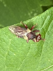 Myopa clausa