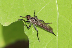 Machimus notatus