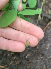Lathyrus vestitus ochropetalus