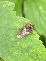 Myopa clausa