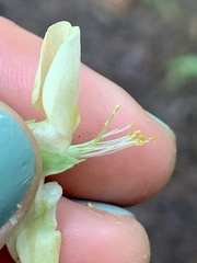 Lathyrus vestitus ochropetalus