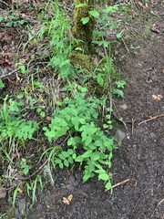 Lathyrus vestitus ochropetalus