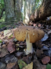Amanita diemii