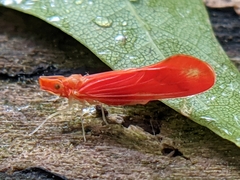 Apache