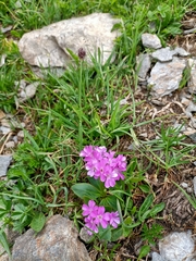Primula hirsuta