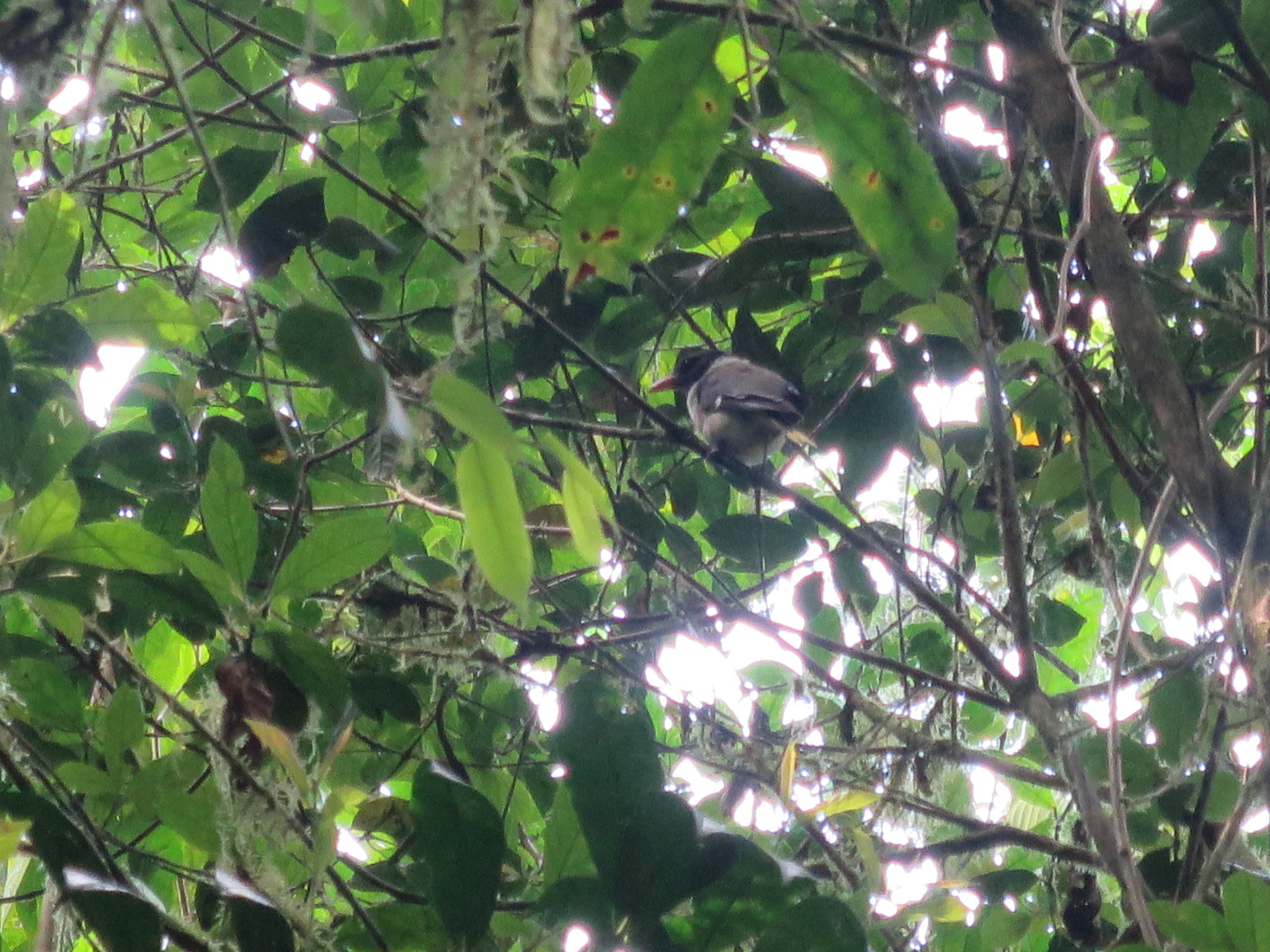 Sao Tome Oriole (Oriolus crassirostris), photo 4