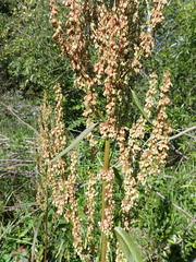 Rumex triangulivalvis