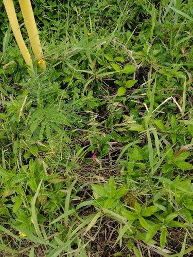 Sacciolepis spicata iNat (3)
