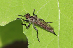 Machimus notatus
