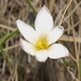 Zephyranthes verecunda - Photo (c) Dale Lee Denham-Logsdon, some rights reserved (CC BY-NC), uploaded by Dale Lee Denham-Logsdon