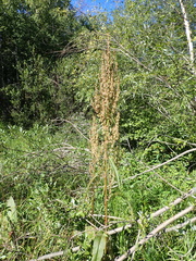 Rumex triangulivalvis