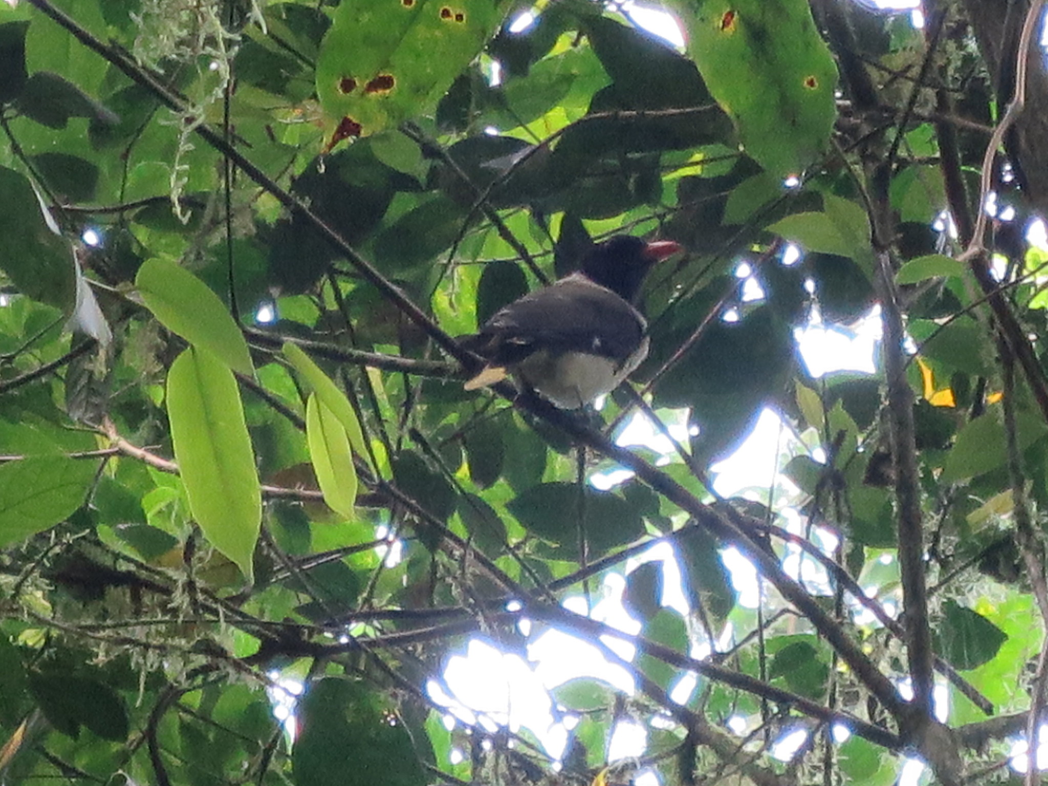 Sao Tome Oriole (Oriolus crassirostris), photo 3