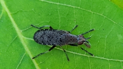 Euthycera cribrata