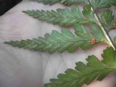 Asplenium lamprophyllum