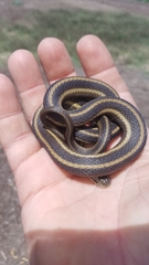Thamnophis gigas