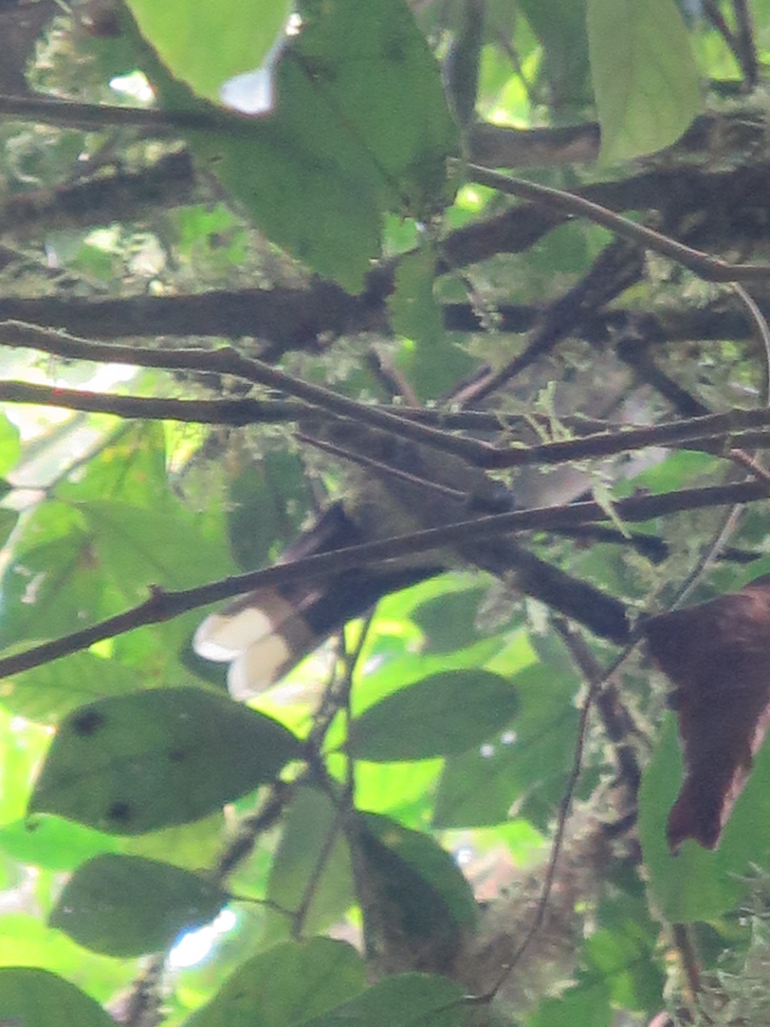 Sao Tome Oriole (Oriolus crassirostris), photo 8