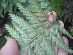 Asplenium lamprophyllum