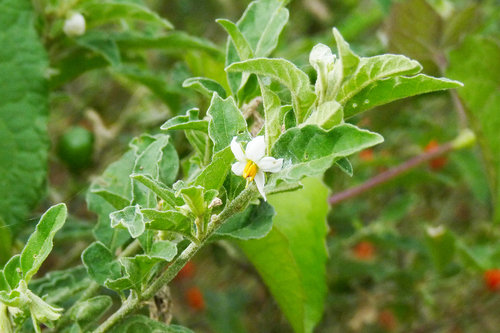 Solanum pseudocapsicum
