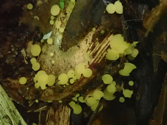 Hymenoscyphus vernus