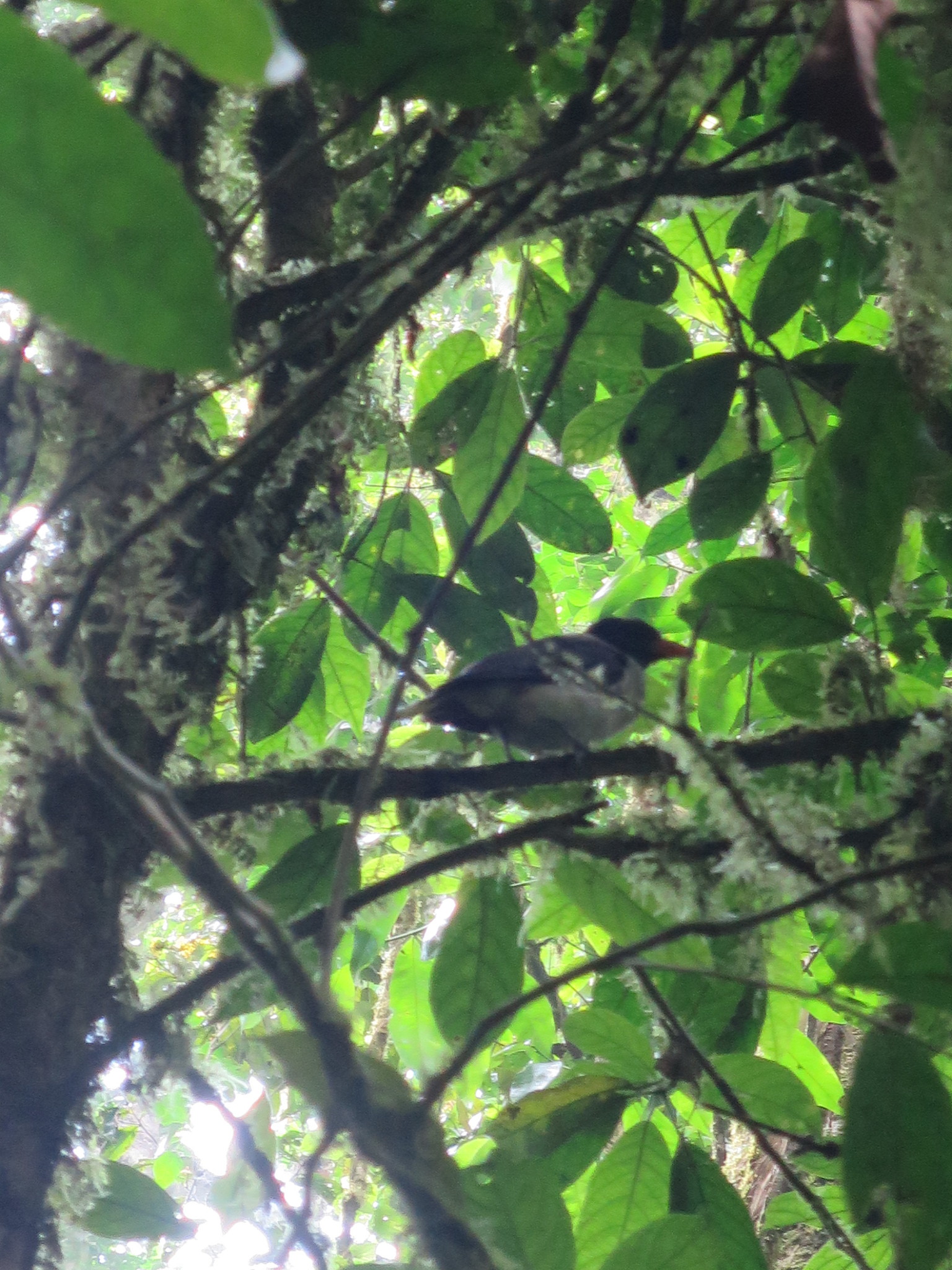 Sao Tome Oriole (Oriolus crassirostris), photo 9