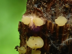 Hymenoscyphus vernus