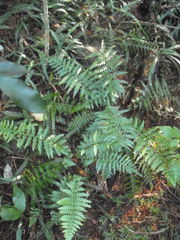 Asplenium lamprophyllum