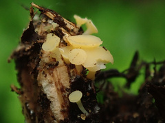 Hymenoscyphus vernus