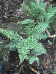 Asplenium lamprophyllum
