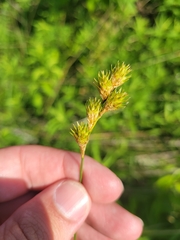 Carex bicknellii